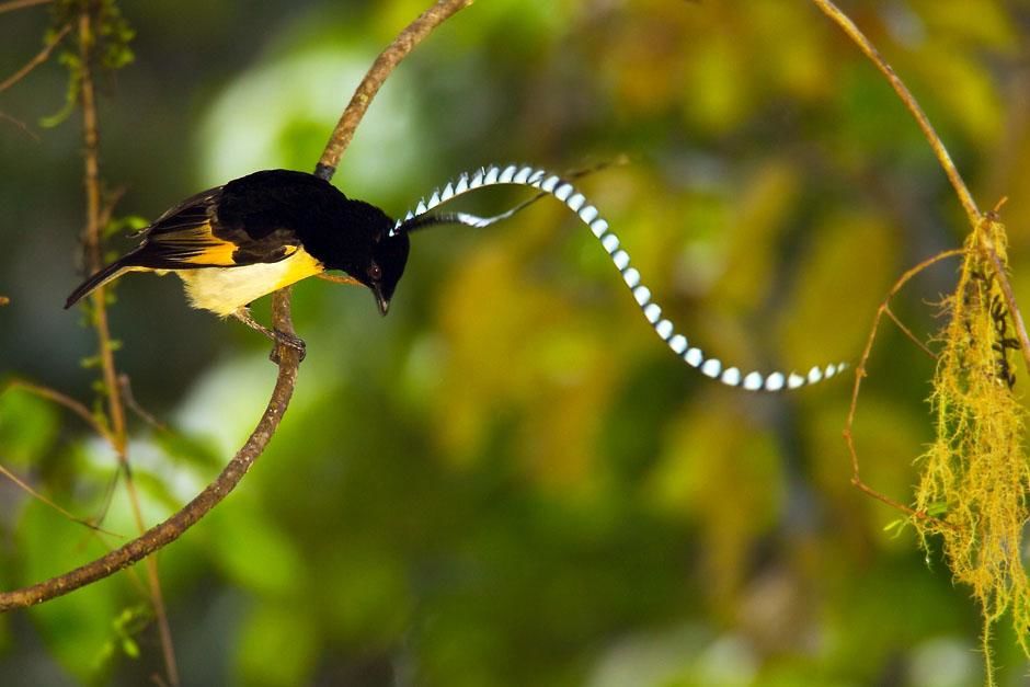 Papua New Guinea: Adult male King of Saxony Bird of Paradise (Pteridophora alberti) performing a... [Photo of the day - May 2013]