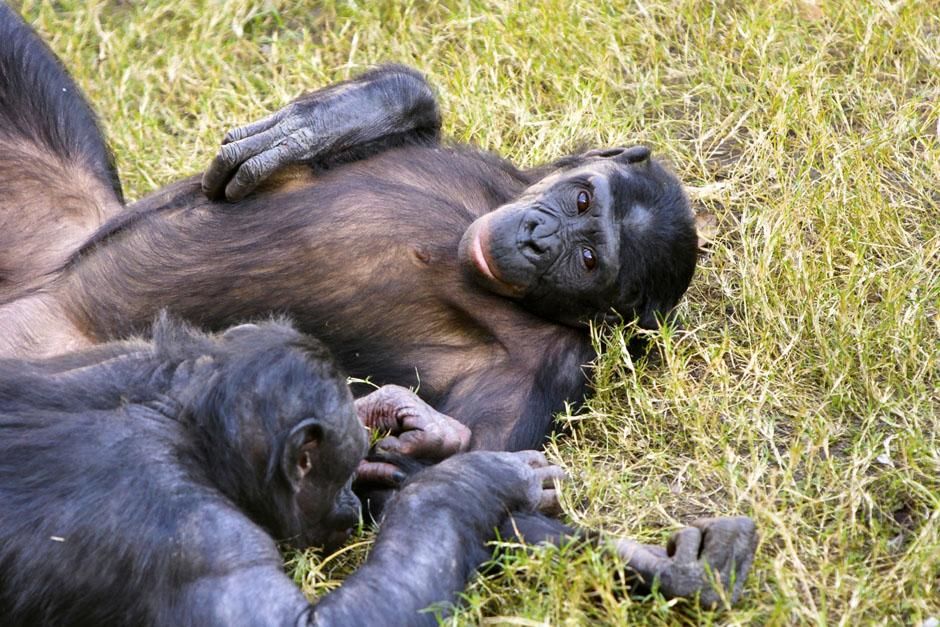 Kakopori Bonobo Reserve, DRC: Bonobo (Pan paniscus). This image is from Ultimate Animal Countdown. [Photo of the day - June 2013]