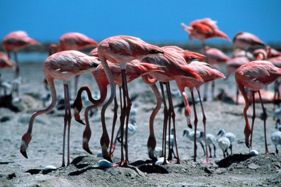 Etosha National Park, Namibia: Greater flamingo. This image is from Ultimate Animal Countdown. [Photo of the day - June 2013]