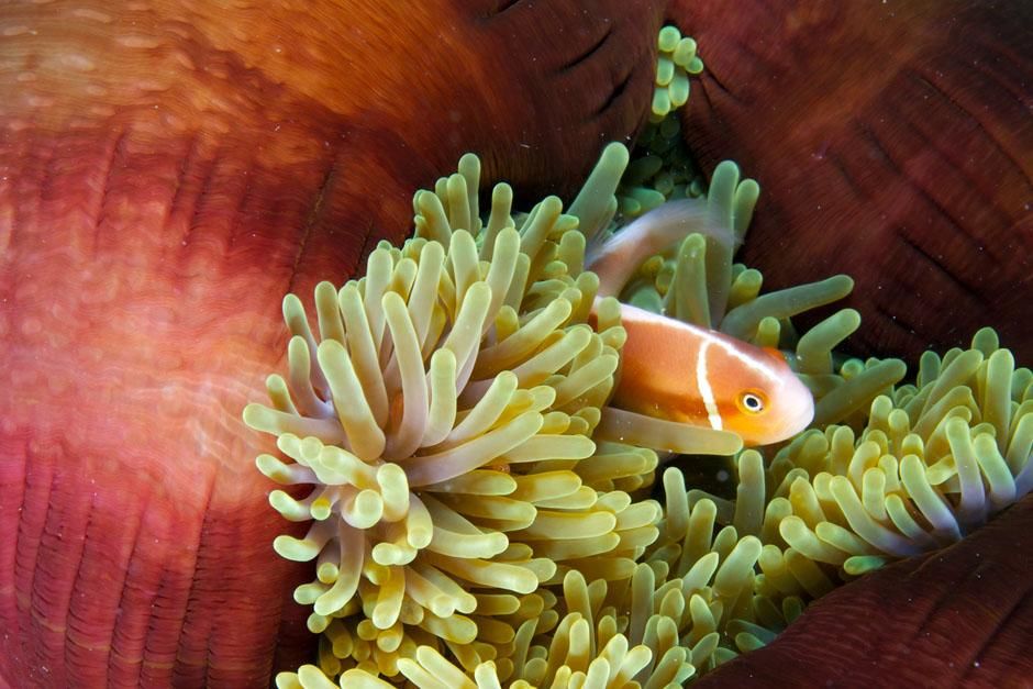 Agincourt Reef, Queensland, Australia: A clownfish. The Great Barrier Reef is famed for its... [Photo of the day - June 2013]