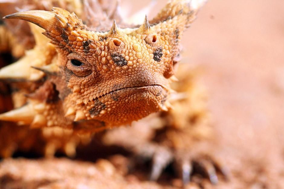 Alice Springs, Australia: Horned lizard (Moloch horridus). This image is from Ultimate Animal... [Photo of the day - June 2013]