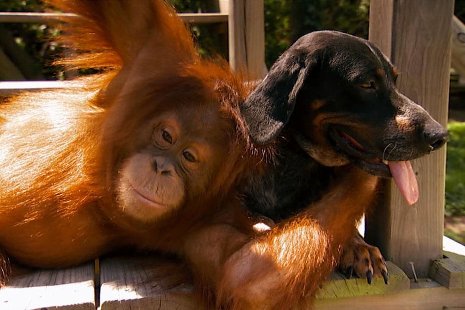 Africa: Suryia the orangutan hugging Roscoe the hound dog. This image is from Unlikely Animal... [Photo of the day - June 2013]