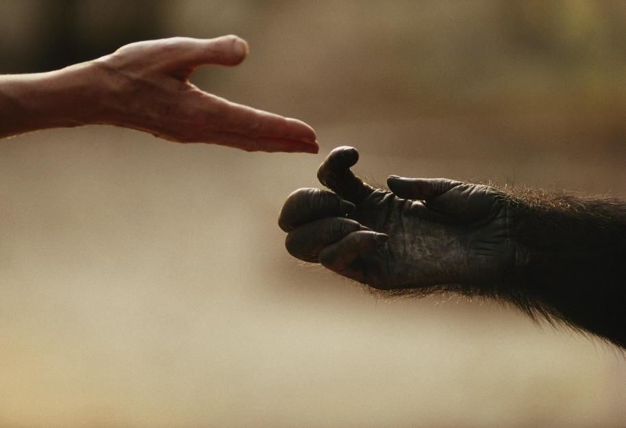 Jane Goodall reaches out to touch a chimpanzee in the Brazzaville Zoo. Darwin's Origins of... [Photo of the day - November 2011]