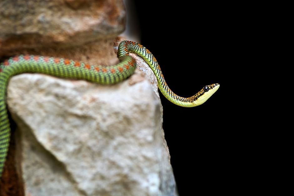 Krabi, Thailand: Paradise tree snake (Chrysopelea paradisi). This image is from Ultimate Animal... [Photo of the day - July 2013]