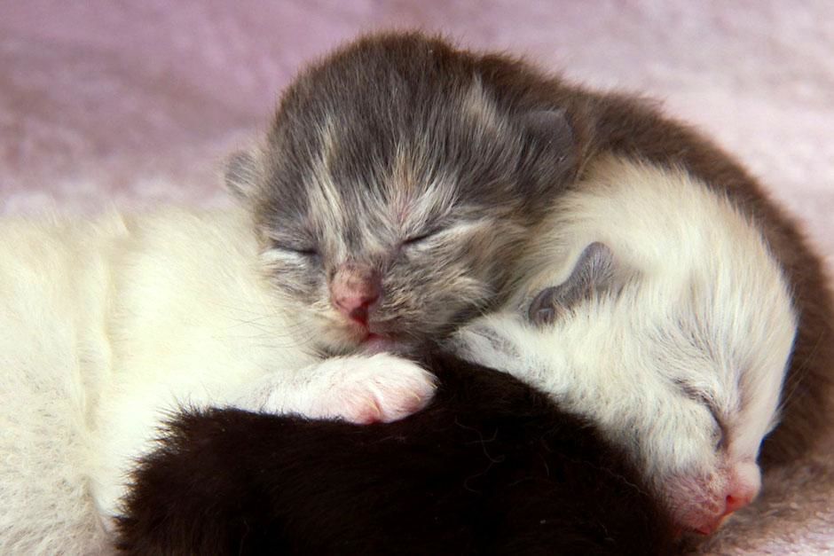 USA: Sleeping kittens. This image is from Wild Side of Cats. [Photo of the day - July 2013]