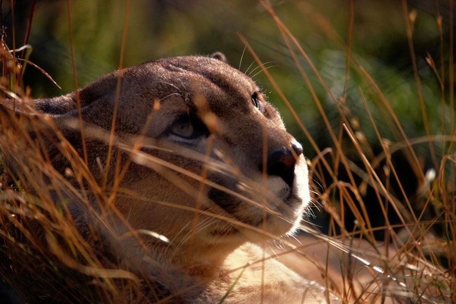 Punta Arenas, Magallanes, Chile: Cougars have powerful legs and can leap as high as fifteen feet... [Photo of the day - July 2013]
