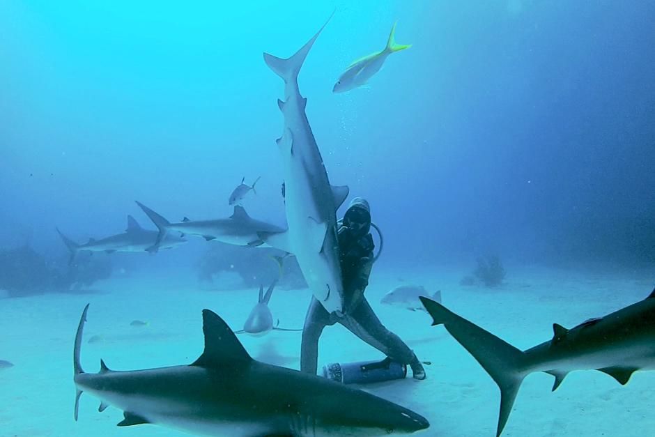 Bahamas: Christina balancing a shark. This image is from Shocking Sharks. [Photo of the day - July 2013]