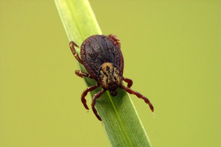 America: An unidentified tick. This image is from Ultimate Animal Countdown. [Photo of the day - July 2013]
