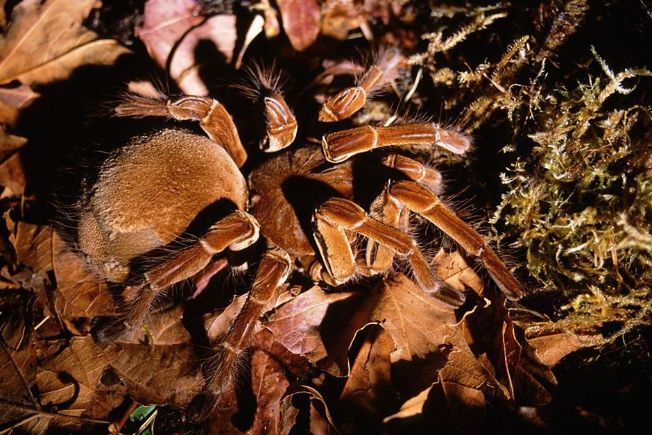 Agarrobo, Chile : Chilean rose tarantula neatly camouflaged. (Grammostola rosea). This image is... [Photo of the day - August 2013]