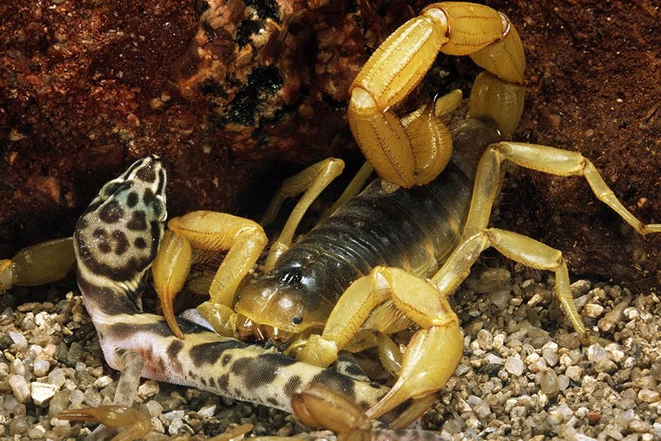 Salt River Flats, Arizona, USA: Of the 2,000 species of scorpion in the world, only 30 to 40... [Photo of the day - August 2013]
