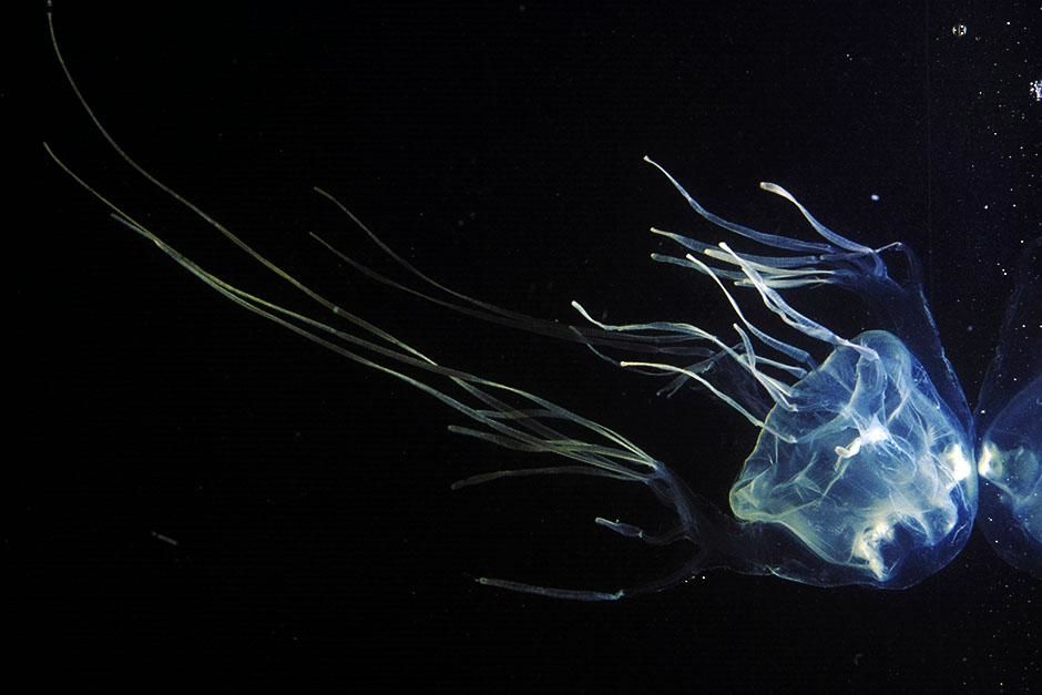 Brisbane, Australia: The box jellyfish's venom is considered to be among the most deadly in the... [Photo of the day - August 2013]