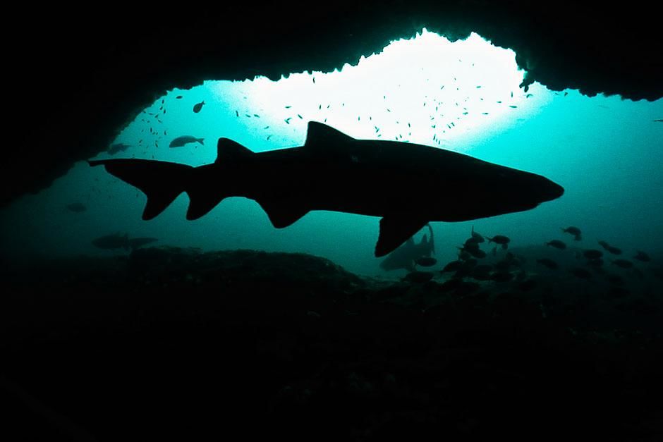 South Africa: Silhouette of a shark in a cave. This image is from Ragged Tooth. [Photo of the day - August 2013]