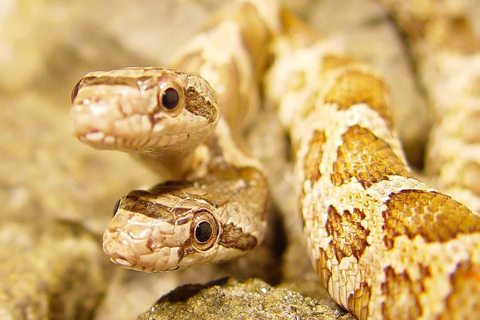USA: Extreme close-up of Thelma and Louise, a two-headed snake. This image is from World's Weirdest. [Photo of the day - September 2013]