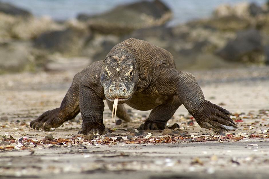 Indonesia: A Komodo dragon walking straight towards the camera. This image is from Venom Island. [Photo of the day - September 2013]