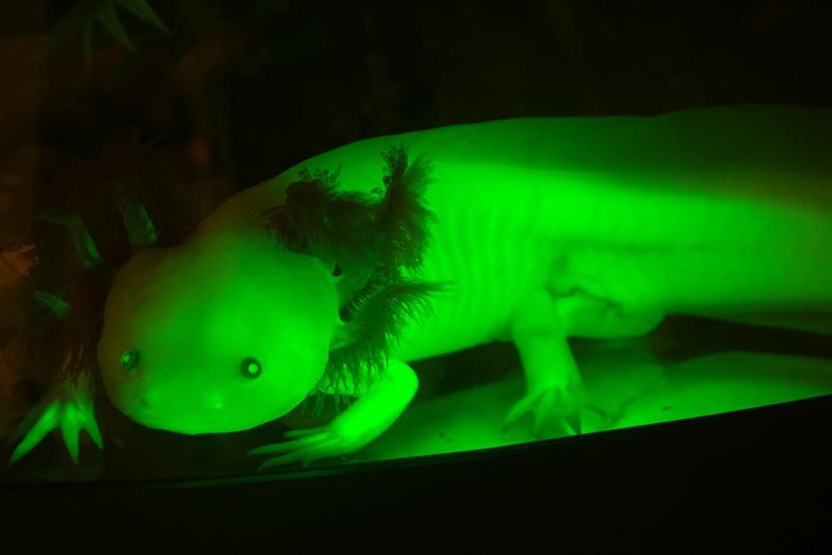 Connecticut, USA: Genetically modified glowing axolotl in Connecticut College lab. This image is... [Photo of the day - September 2013]