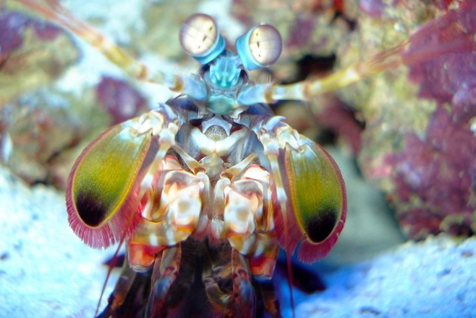 The colourful mantis shrimp in the aquarium. This image is from World's Weirdest. [Photo of the day - September 2013]