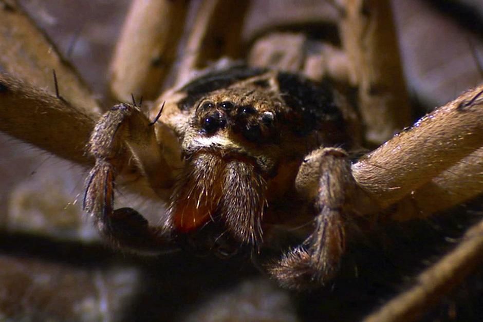 Brazil: Close-up of a Brazilian wandering spider. This image is from World's Deadliest. [Photo of the day - September 2013]