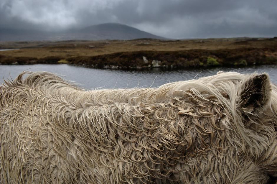 Close up of the coat of a Shetland Pony on South Ulst Island, Scotland. UK. [Photo of the day - December 2011]