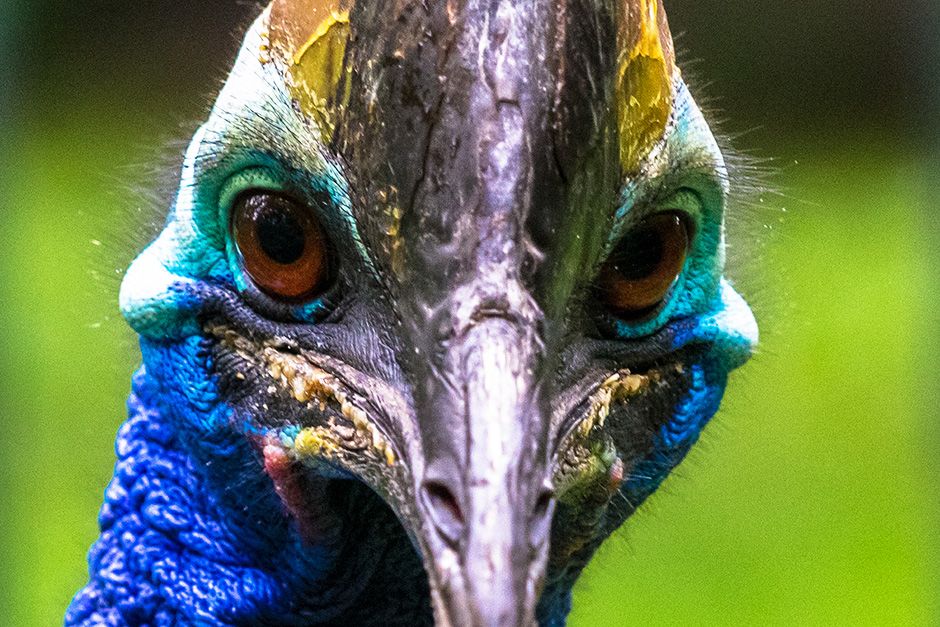 Unknown: The cassowary is a large, flightless bird most closely related to the emu.  Cassowary's... [Photo of the day - October 2013]