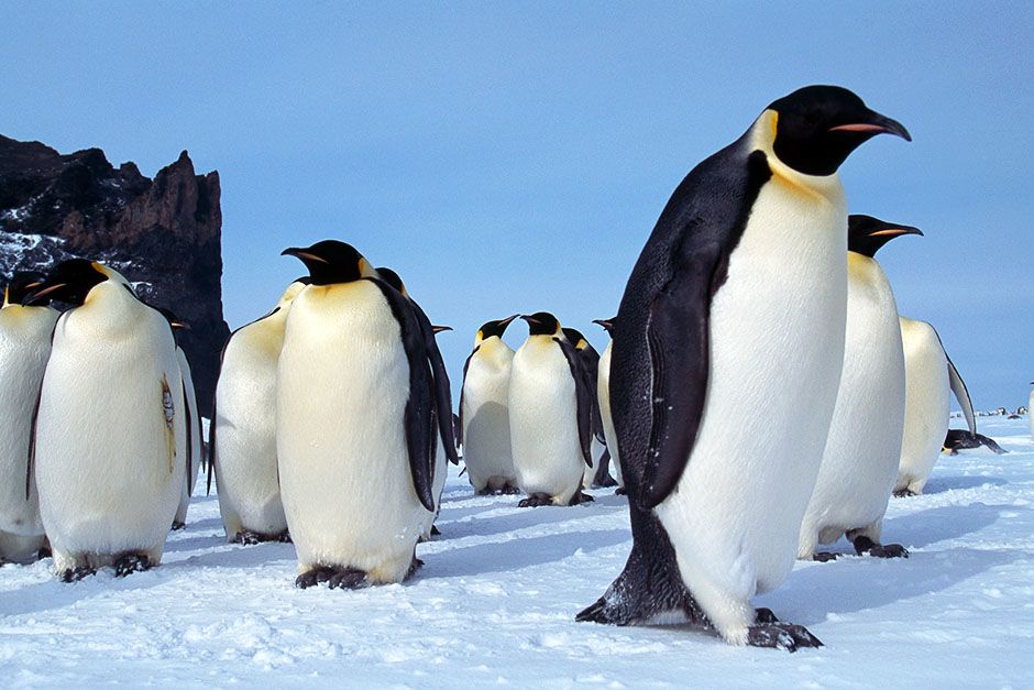 Cape Washington, Antarctica: A group of adult emperor penguins stand together on the ice in Cape... [Photo of the day - November 2013]