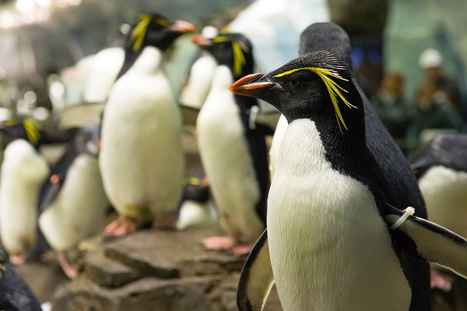 SeaWorld, Orlando, Florida, USA: Close-up of rockhopper penguins in an enclosure. This image is... [Photo of the day - November 2013]