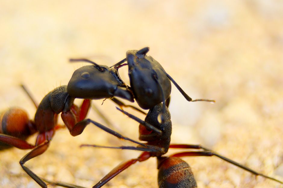 Two ants are captured fighting. This image is from Animal Fight Club. [Photo of the day - November 2013]