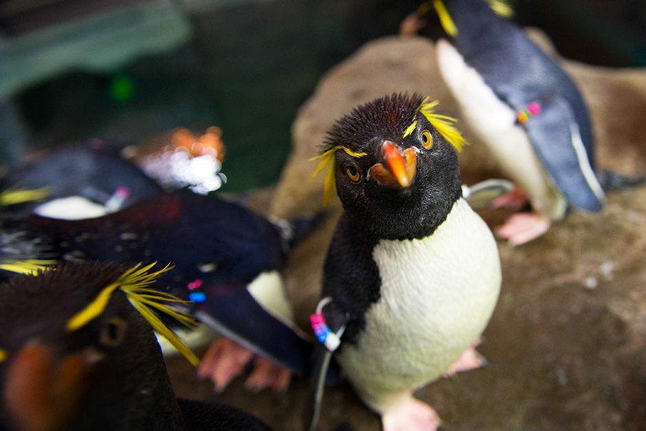 SeaWorld, Orlando, Florida, USA: Rockhopper penguin looking up at the camera. This image is from... [Photo of the day - November 2013]