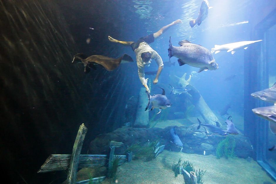 Tennessee, USA: Zeb swimming with the fishes in the Tennessee Aquarium. This image is from... [Photo of the day - November 2013]