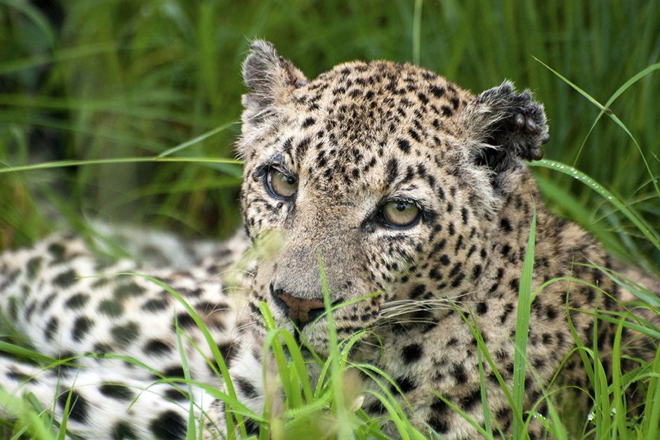Sabi Sands Game Reserve, South Africa: Leopard captured laying about in the green grass. This... [Photo of the day - November 2013]