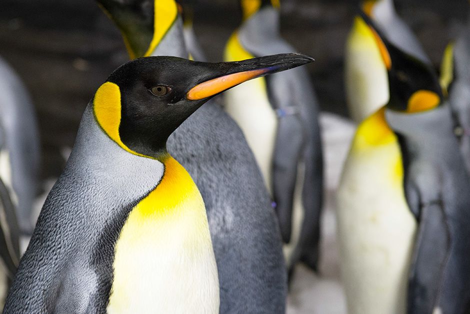 SeaWorld, Orlando, Florida, USA: Close up of penguins in the enclosure. This image is from... [Photo of the day - November 2013]