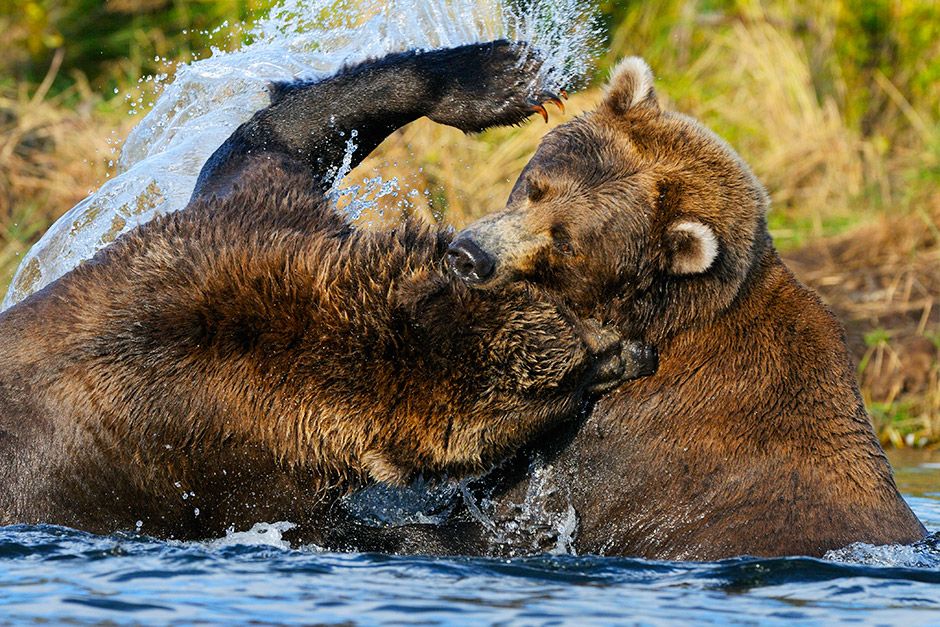 Katmai National Park and Preserve, Alaska, USA: Two young grizzly bears play fighting in a... [Photo of the day - November 2013]