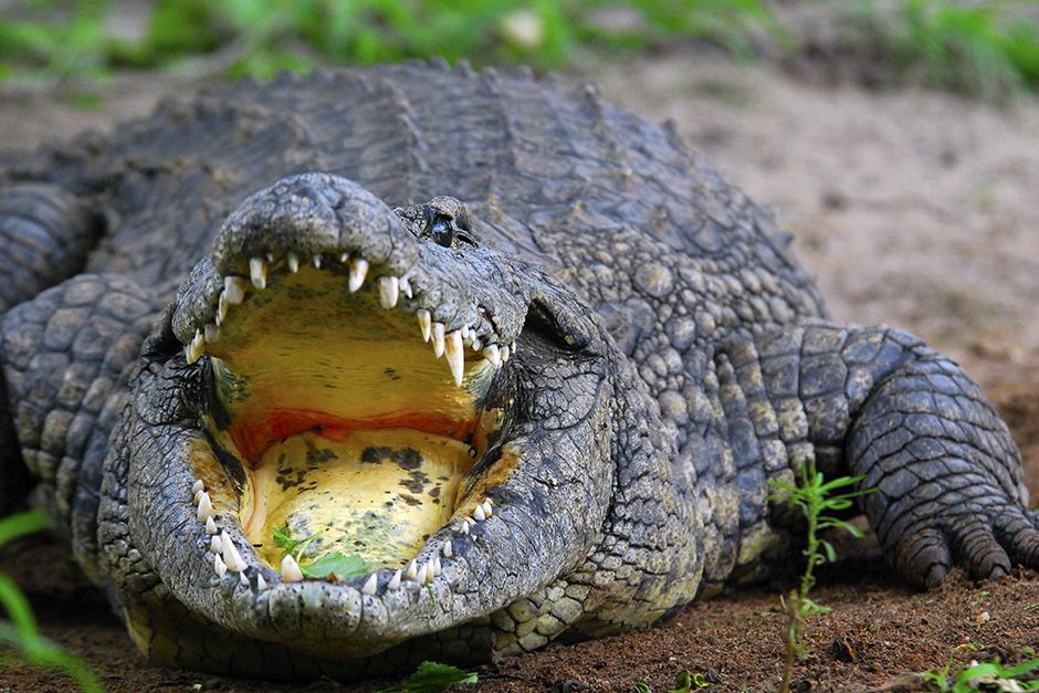 Sabi Sands Game Reserve, South Africa: Crocodile is captured with its mouth agape. This image is... [Photo of the day - November 2013]