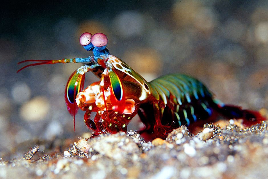 Mantis Shrimp are lightning-fast predators with the most complex eyes in the animal kingdom.... [Photo of the day - November 2013]