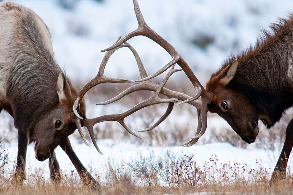 Two elks are seen locking antlers. This image is from Animal Fight Club. [Photo of the day - November 2013]
