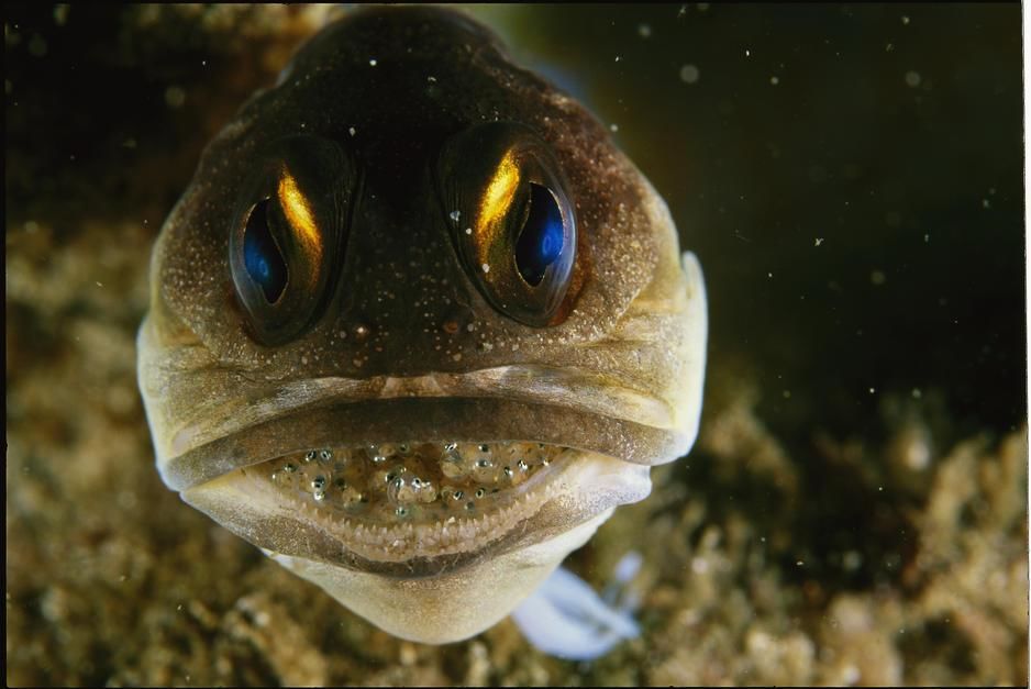 A male jawfish protects a brood of eggs in his mouth, Lambeth Strait. [Photo of the day - December 2011]