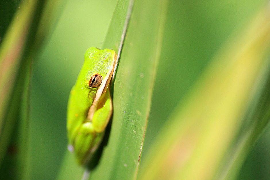 Atchafalaya National Wildlife Refuge, Louisiana, USA: An American green tree frog (Hyla... [Photo of the day - December 2013]
