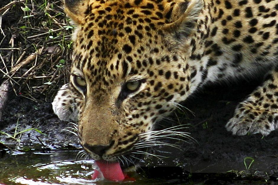 Sabi Sands Game Reserve, South Africa:  Leopard drinking from a pool of water. This image is... [Photo of the day - December 2013]