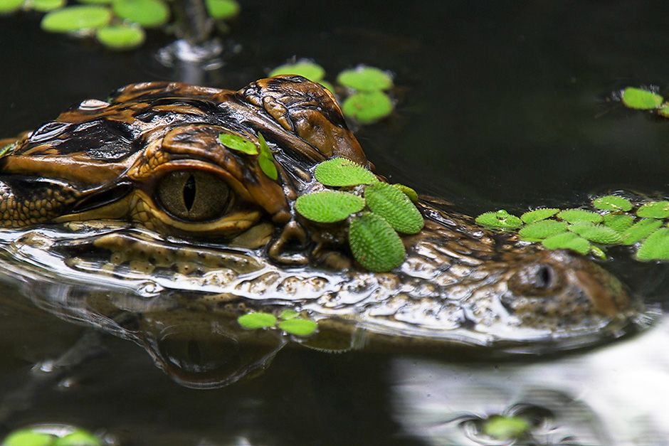 Covington, Louisiana, USA: As soon as they hatch, alligators are able to snap and swim, well on... [Photo of the day - December 2013]