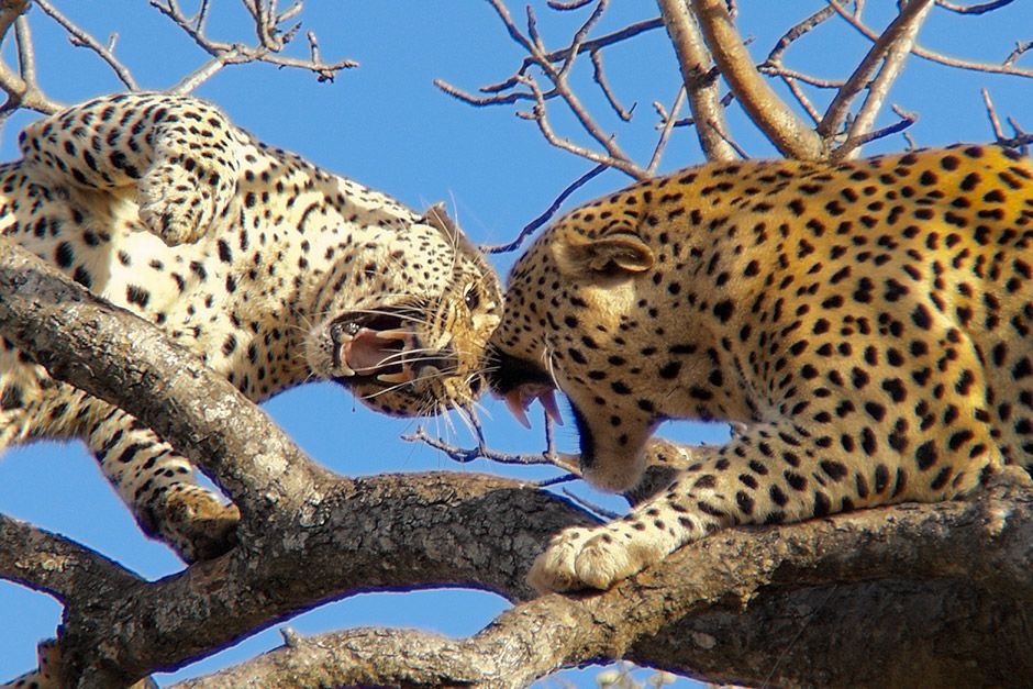 Africa: Leopards fighting in up in a tree. This image is from Animal Fight Club. [Photo of the day - December 2013]