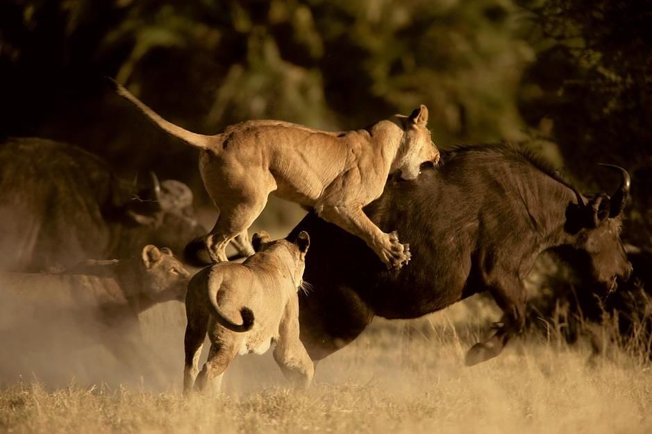 A lioness launches onto the back of a Cape Buffalo, Okavango Delta. [Photo of the day - December 2011]