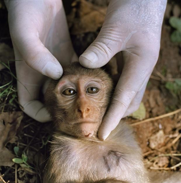 A sedated juvenile rhesus macaque yields biological samples in Dhamrai. [Photo of the day - December 2011]