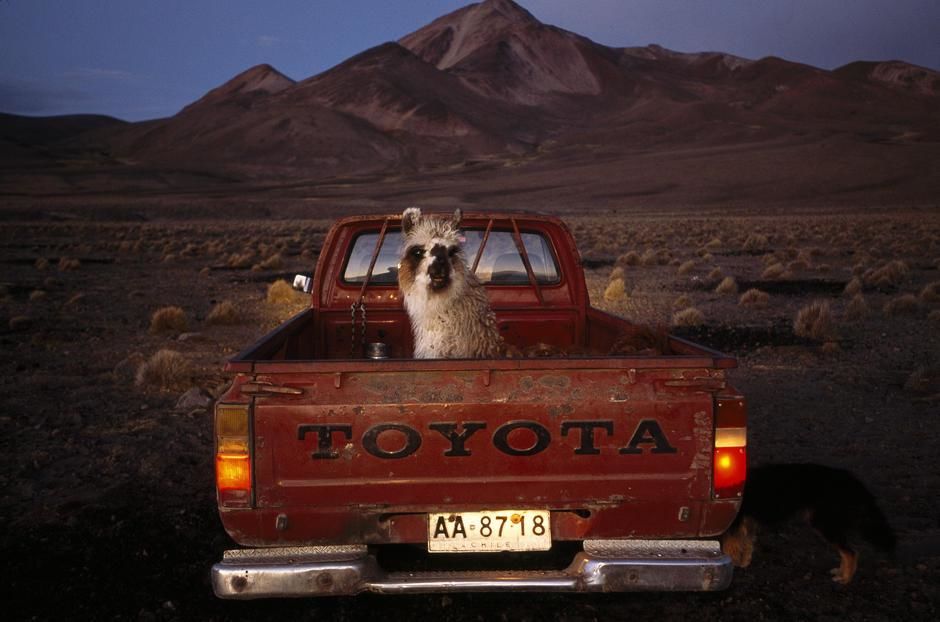 With a high desert backdrop, a llama sits in the back of a red pickup truck, Atacama Desert. [Photo of the day - February 2011]