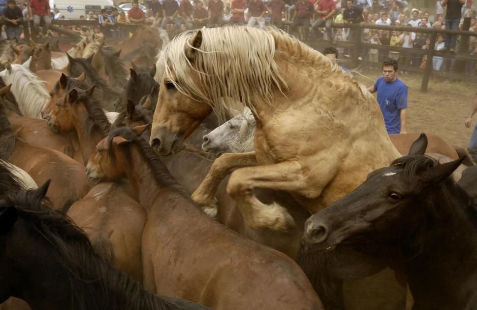 Corralled wild horses at La Rapa das Bestas festival in Vimianzo, Galicia. [Photo of the day - February 2011]