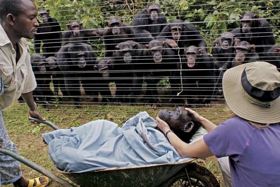 Chimpanzees look on in grief at the burial of one of their own. [Photo of the day - February 2011]