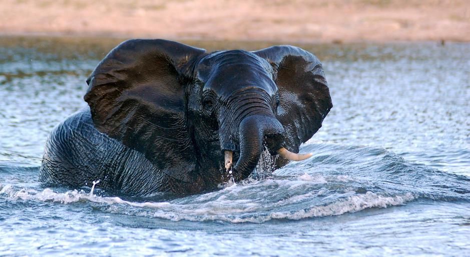  An elephant at the end of its swim across the Chobe River from Namibia to Botswana. [Photo of the day - February 2011]