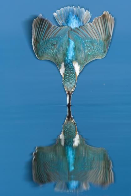 An adult male common kingfisher dives into the water in Labod. Hungary. [Photo of the day - August 2011]