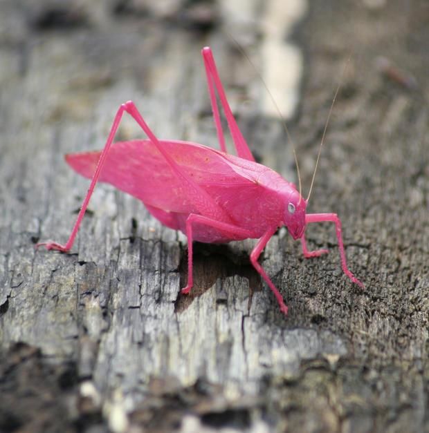  A pink Katydid. Usually grey, this is a 1 in 500 mutation. National Preserve, Beverley Shores,... [Photo of the day - February 2011]