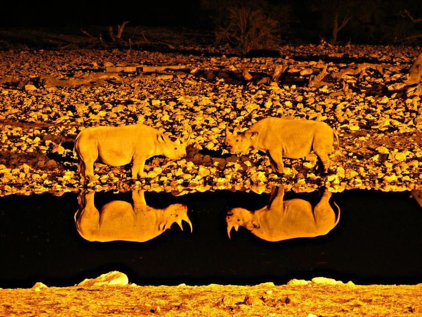 Two Rhinoceros confronting each other are reflected by the water in Malvern, Victoria. [Photo of the day - February 2011]