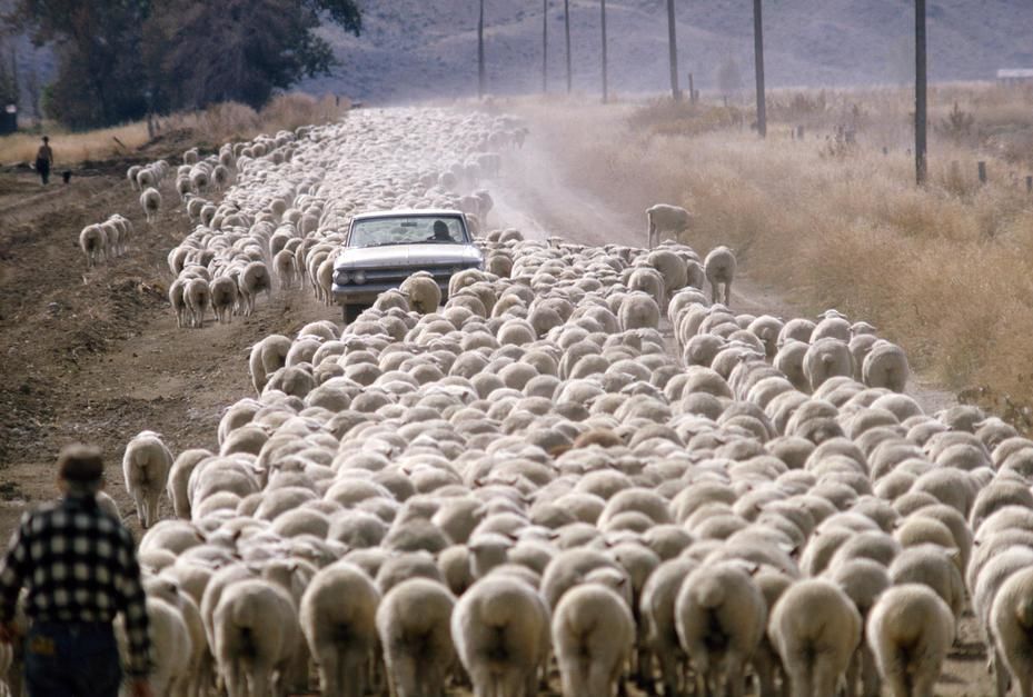 Hundreds of sheep stall a motorist on a dusty dirt road in Wyoming. [Photo of the day - February 2011]