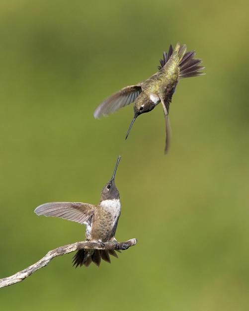 Two male Black-chinned Hummingbirds fight over a favourite perch in Poway, California. [Photo of the day - February 2011]